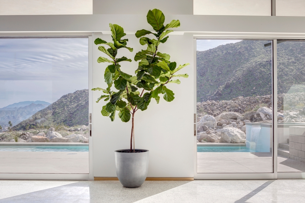 Këshilla kujdesi për Ficus Lyrata